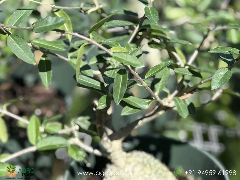 Fockea-edulis6