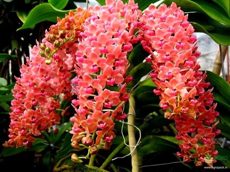 Foxtail-Orchid-Rhynchostylis-Chang-Som1