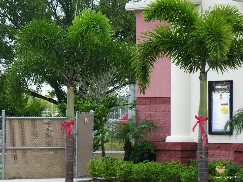 Foxtail-Palm1