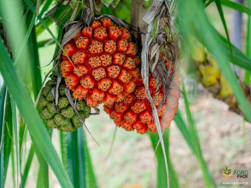 Fragrant-Screw-Pine1