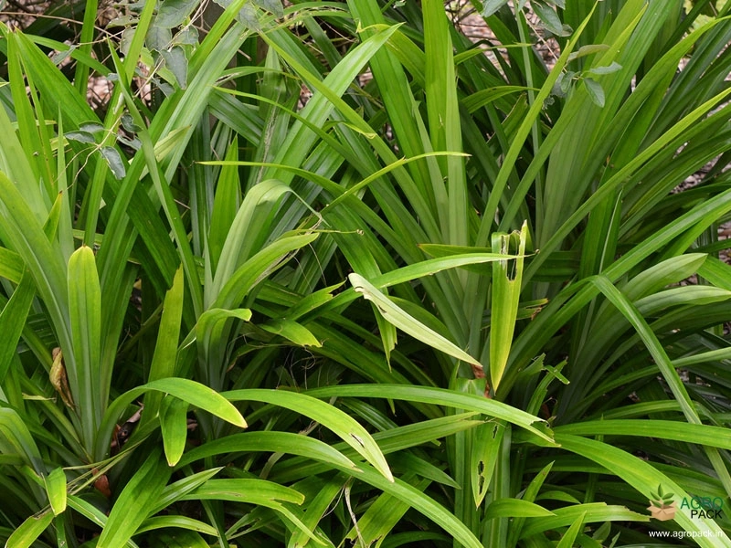 Fragrant-Screw-Pine2