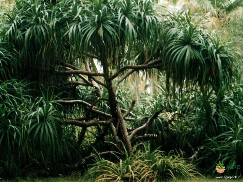 Fragrant-Screw-Pine4