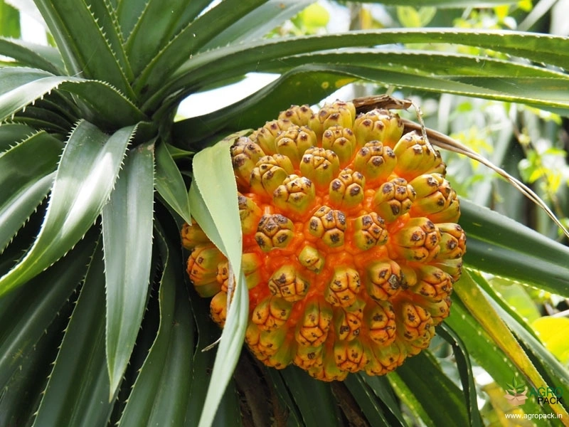 Fragrant-Screw-Pine5