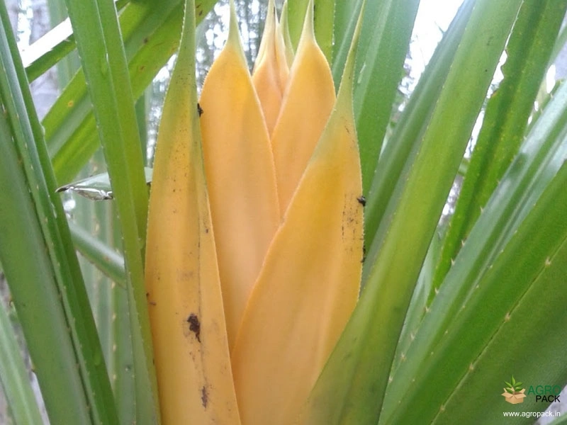 Fragrant-Screw-Pine6