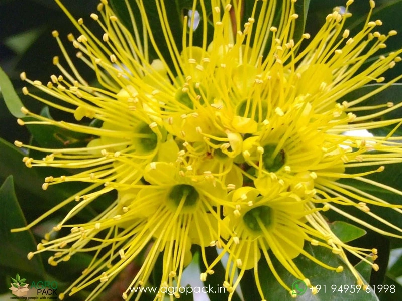 Frist-Love-Flower5
