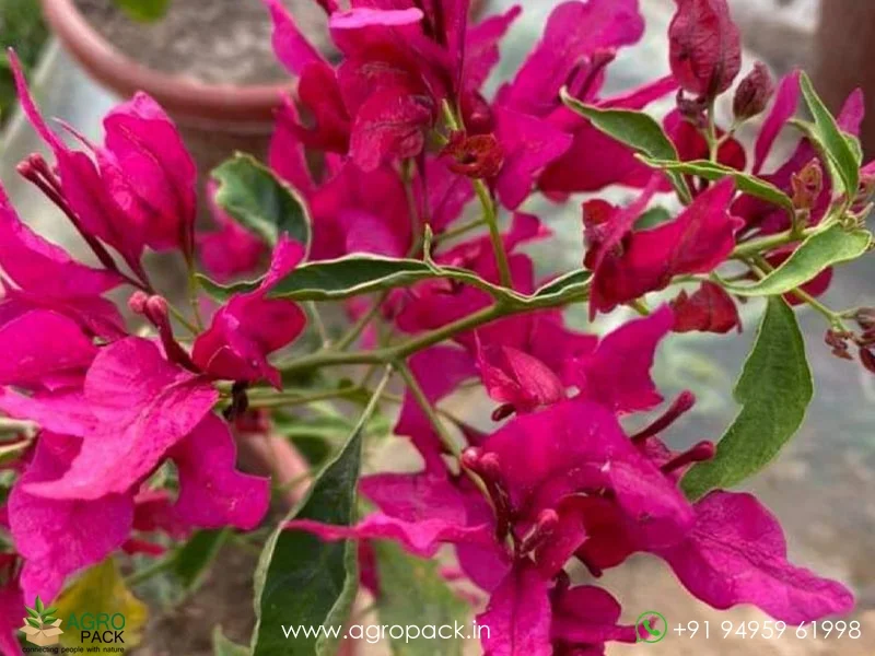 Fuchsia-butterfly-bougainvillea3