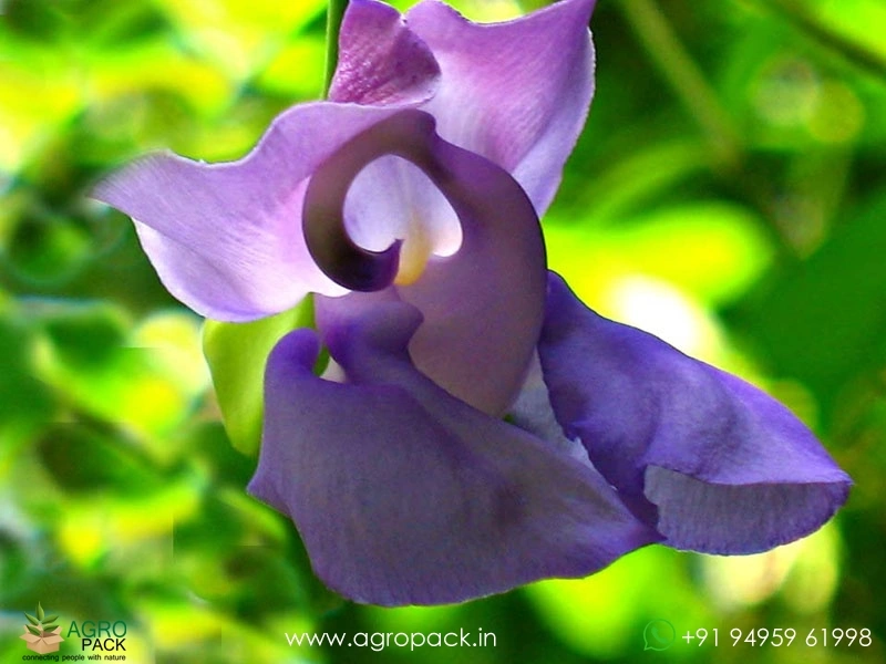 Ganesha-Flower-Vine2