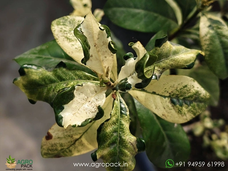 Gardenia-Jasminoides-Variegata1