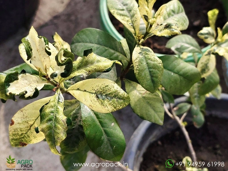 Gardenia-Jasminoides-Variegata2