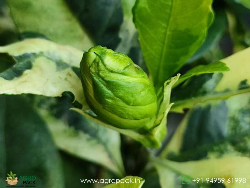 Gardenia-Jasminoides-Variegata4