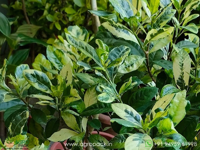 Gardenia-Jasminoides-Variegata5