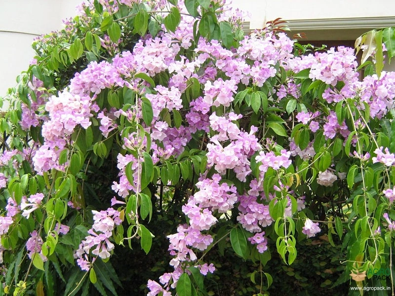 Garlic-Creeper1