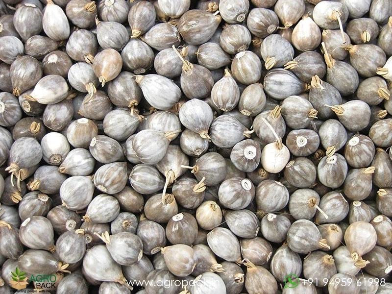 Gavedhuka3