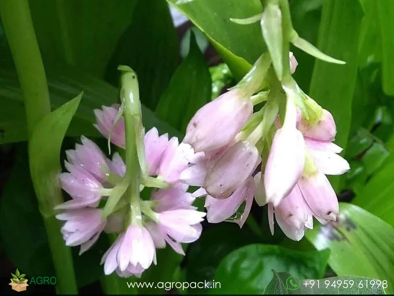 Geodorum-densiflorum-Pink-Nodding-Orchid1