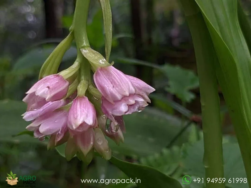 Geodorum-densiflorum-Pink-Nodding-Orchid2