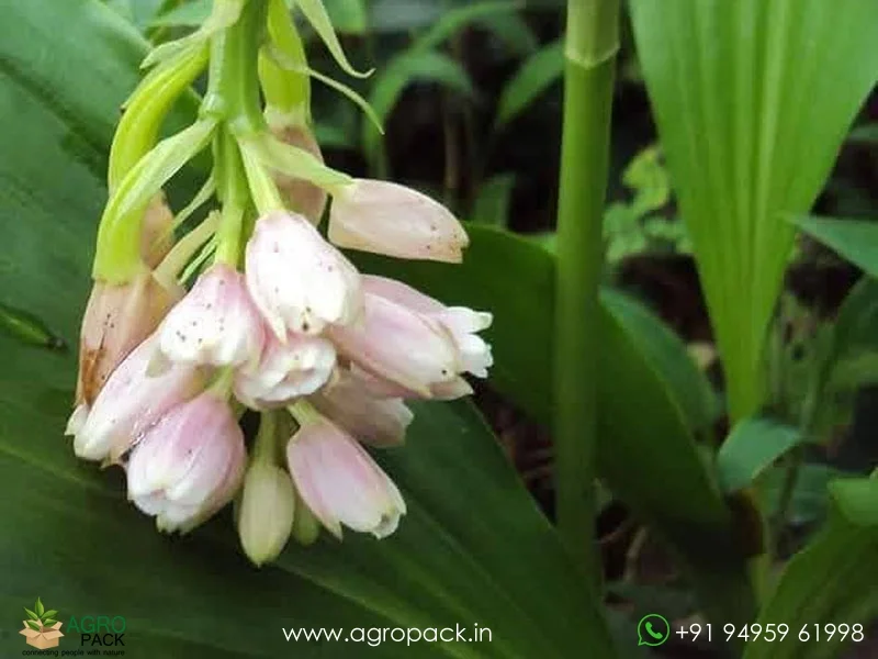 Geodorum-densiflorum-Pink-Nodding-Orchid3