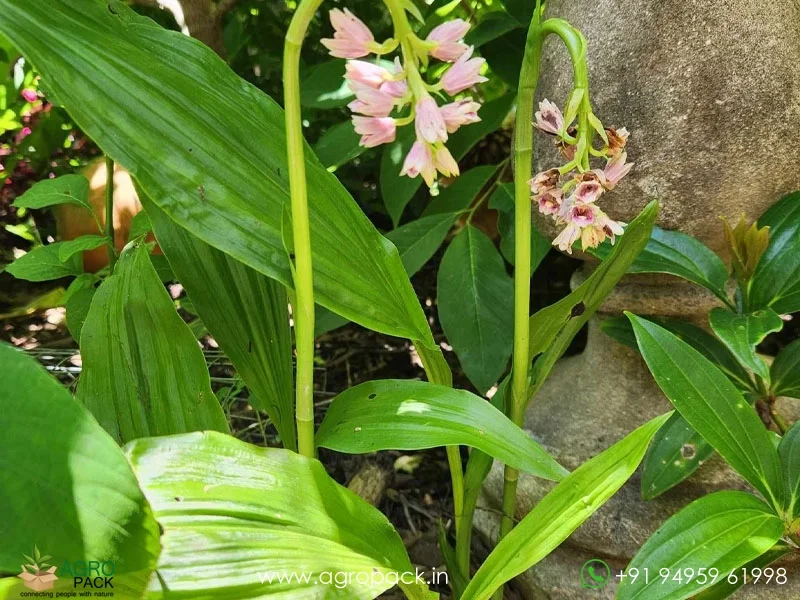 Geodorum-densiflorum-Pink-Nodding-Orchid4