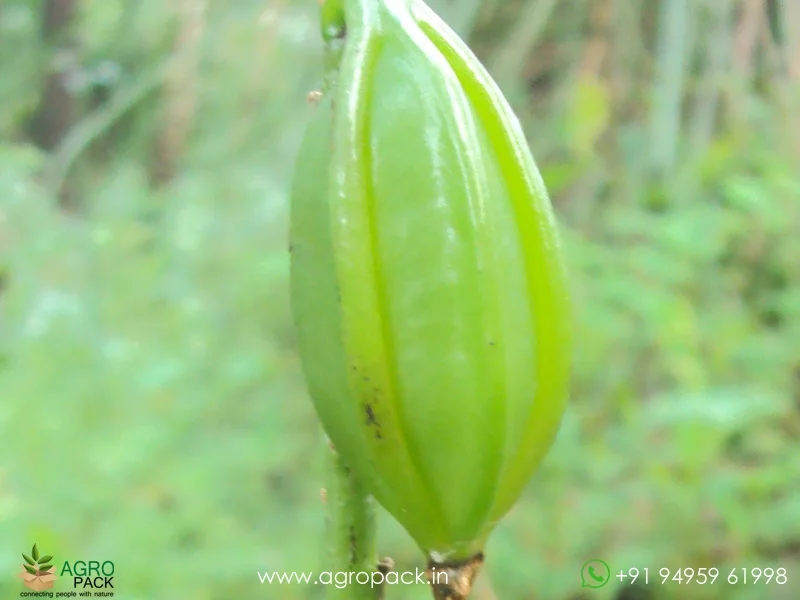 Geodorum-densiflorum-Pink-Nodding-Orchid6