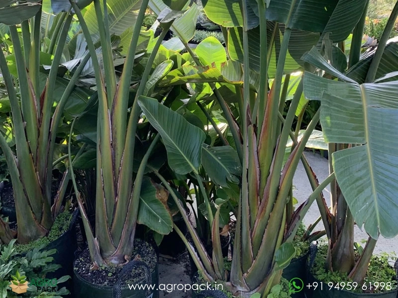 Giant-White-Bird-of-Paradise1
