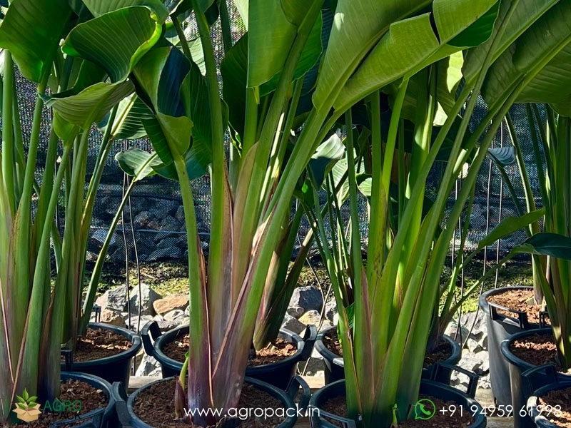 Giant-White-Bird-of-Paradise3