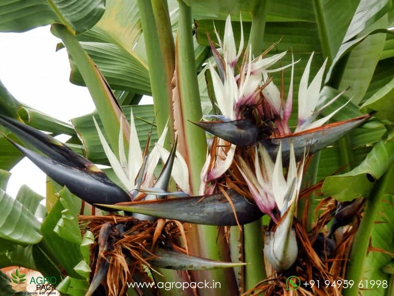Giant-White-Bird-of-Paradise4