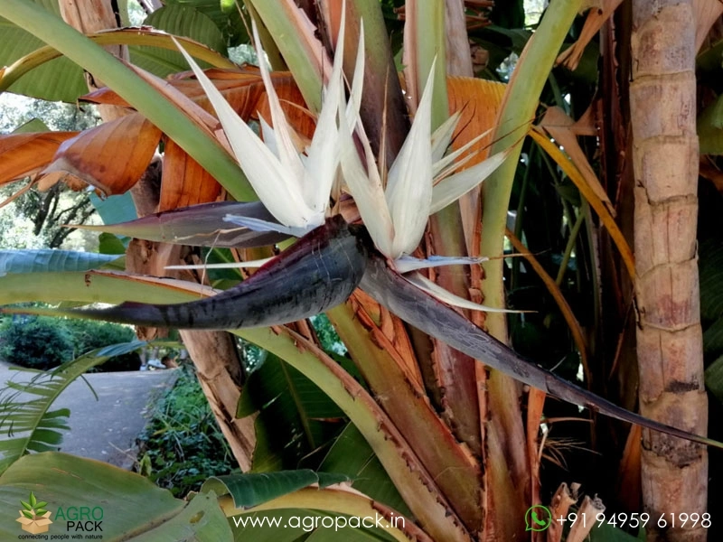 Giant-White-Bird-of-Paradise5