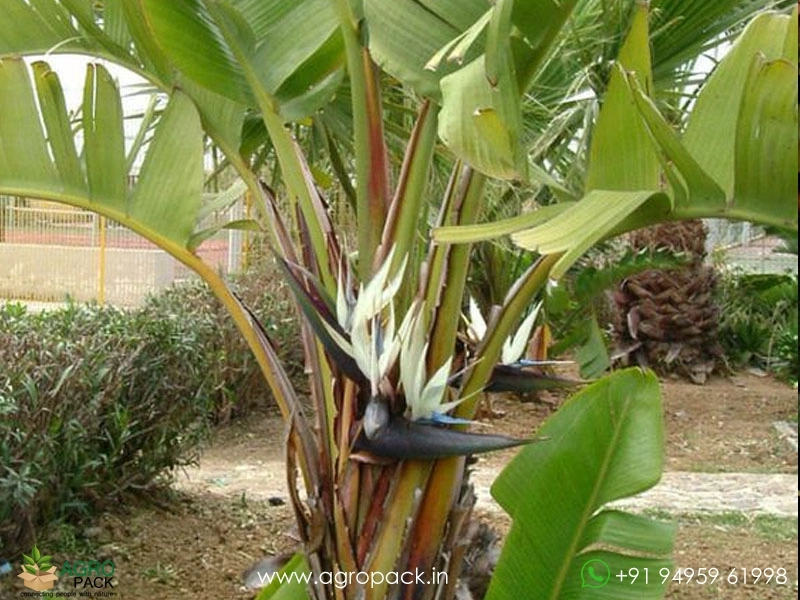 Giant-White-Bird-of-Paradise6