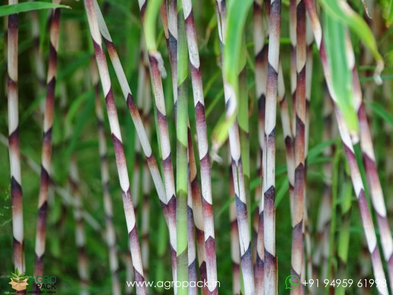 Ginger-Bamboo2
