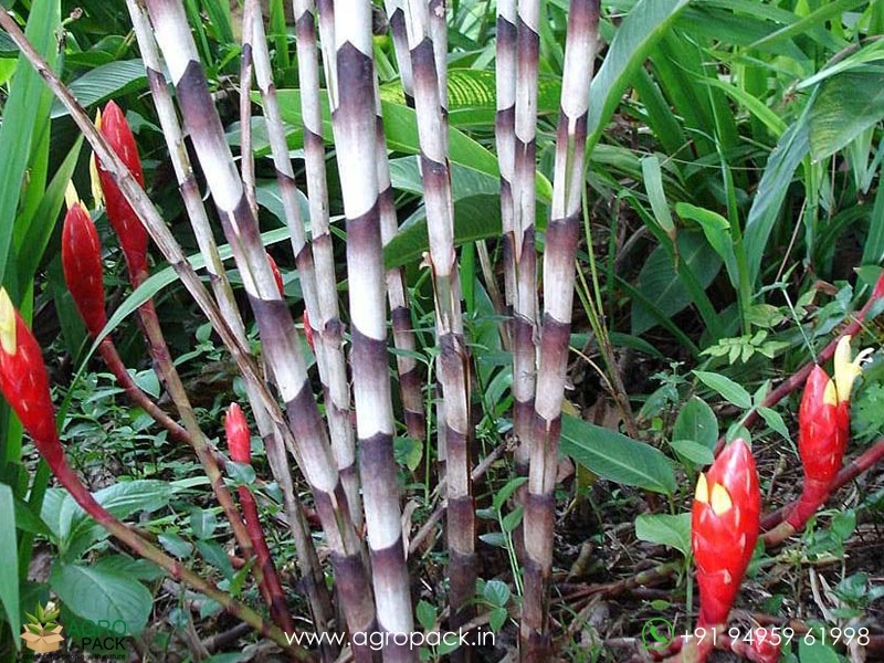 Ginger-Bamboo3