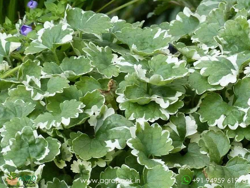 Glechoma-hederacea-Variegata2