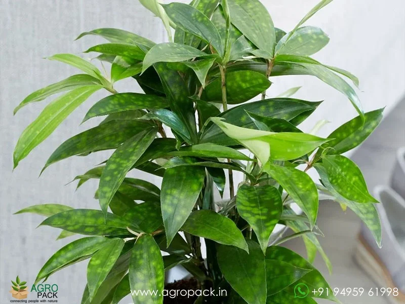 Gold-Dust-Creeping-Milky-Bamboo1