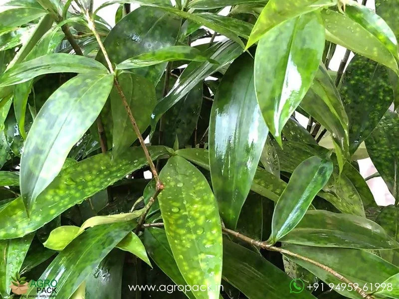 Gold-Dust-Creeping-Milky-Bamboo2