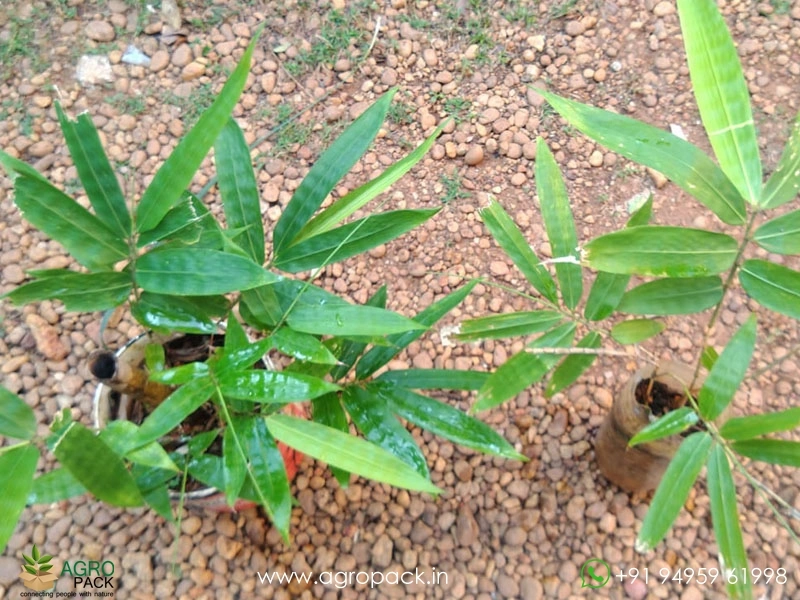 Golden-Bamboo-Sapling2