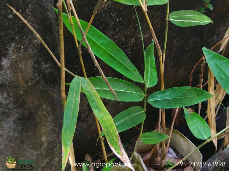 Golden-Bamboo-Sapling3