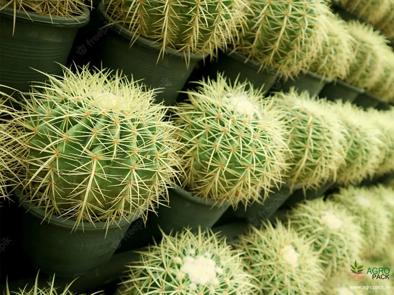Golden-Barrel-Cactus3
