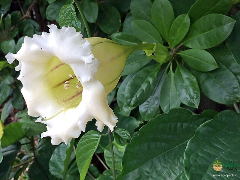 Golden-Chalice-Vine1