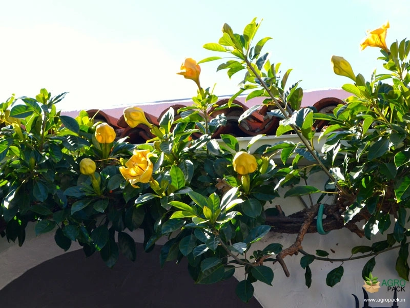 Golden-Chalice-Vine3