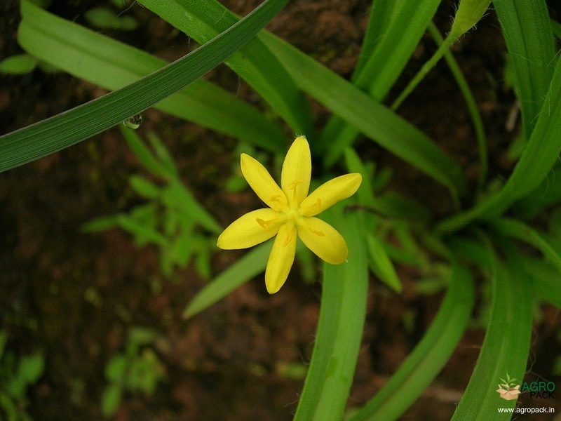 Golden-Eye-Grass-2