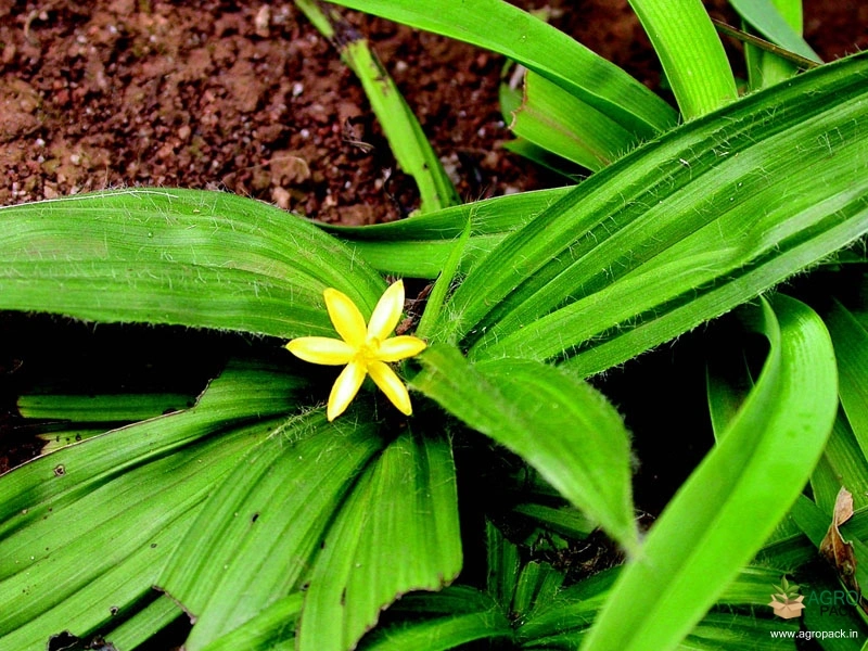 Golden-Eye-Grass-3