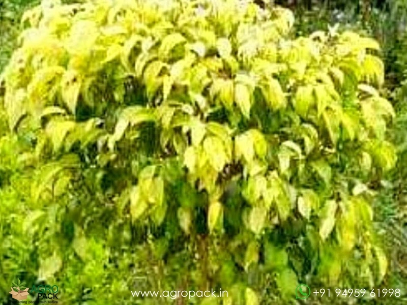 Golden-Ficus2