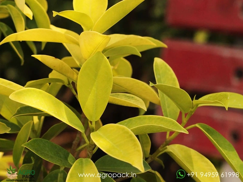 Golden-Ficus4