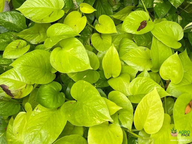 Golden-Money-Plant1