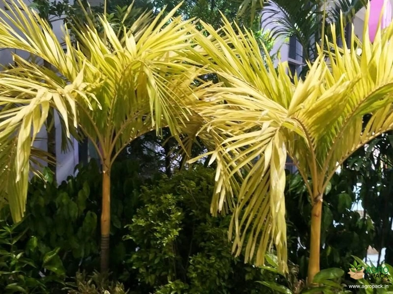 Golden-Palm2