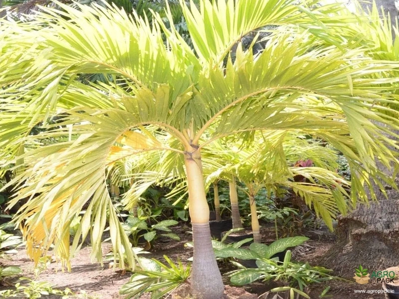 Golden-Palm3