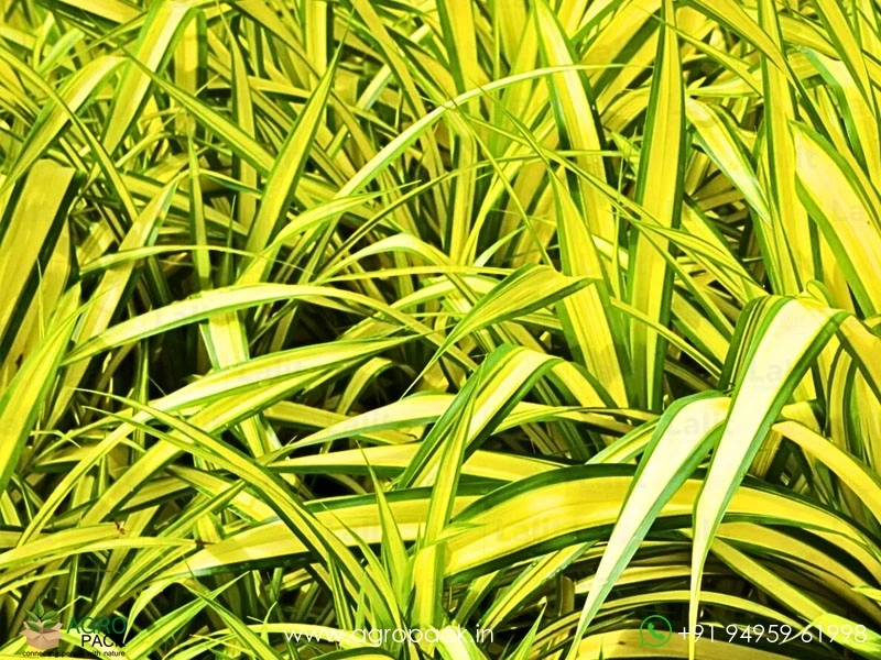 Golden-Pandanus1