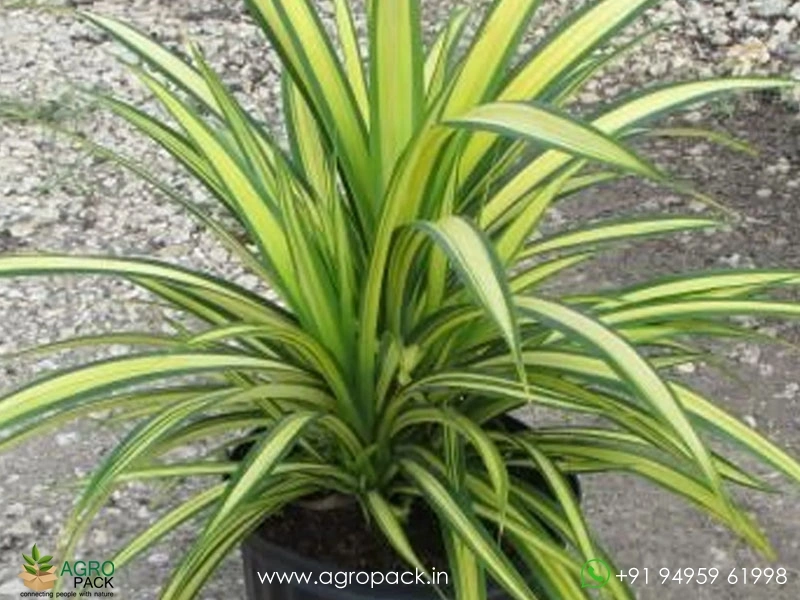 Golden-Pandanus2