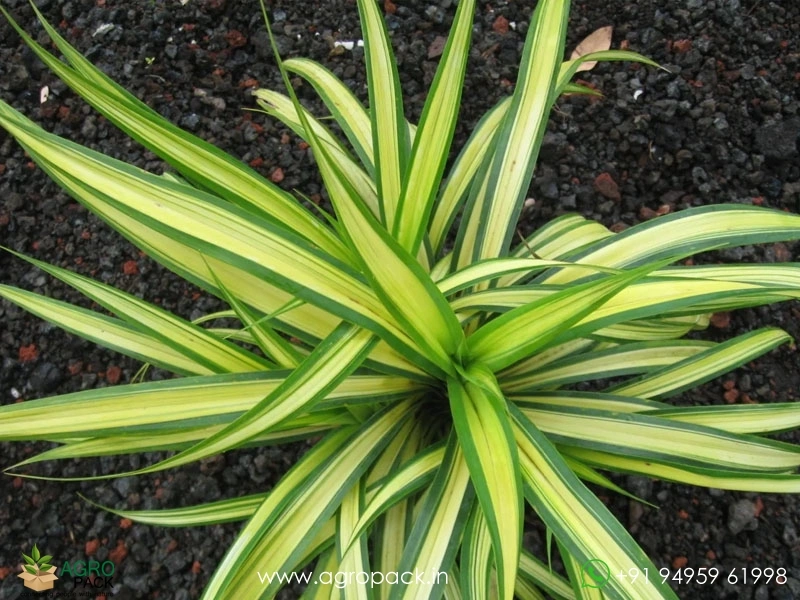 Golden-Pandanus3