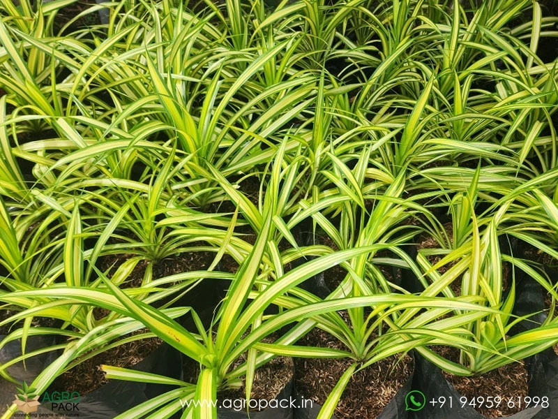 Golden-Pandanus4