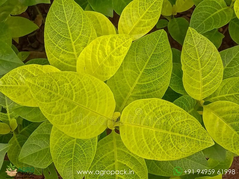 Golden-Pseuderanthemum2