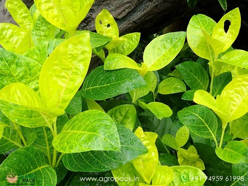 Golden-Pseuderanthemum3